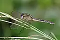 mature female