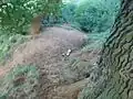 Nature in Eaton; badger sets