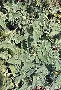 Plant, Yenifoça, Turkey
