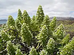 Echium decaisnei&nbsp;[fr]