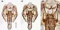 Male genitalia