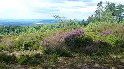 Near Blackdown