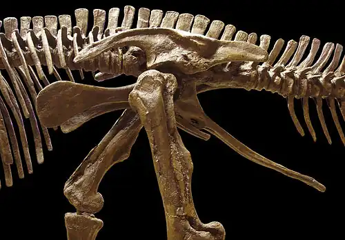 Edmontosaurus pelvis (showing ornithischian structure&nbsp;– left side)