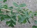 Leaves