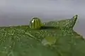Egg