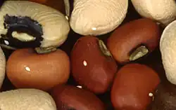 Callosobruchus eggs on beans