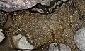 Fig. 11 Picture of eggs resting on the substrate of Adobe Creek as the water recedes from the Creek.[9]