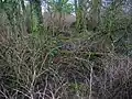 The ruins of old Fergushill Cottage and its garden remnants.