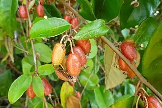 Fruit