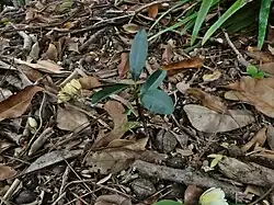 Seedling