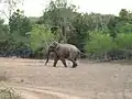 Elephant bull at Lunugamvehera