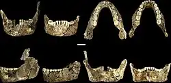 Lower jaws of LES1 (left) and DH1 (right)