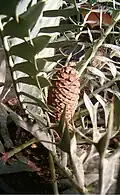 Cone