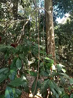 Foliage and trunk