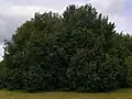 Unidentified broad-leaved elms, Six Hills Common, Stevenage, Hertfordshire