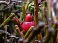 Enlarged receptacle with fruit