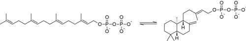The partial cyclization of geranylgeranyl pyrophosphate to ent-copalyl pyrophosphate is catalyzed by ent-copalyl diphosphate synthase.