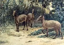 Eohippus