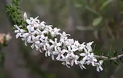 Epacris pulchella