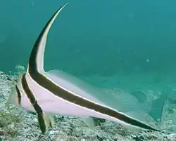 Jack-knifefish
