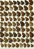 First of the three Erebia plates in the 1915 Macrolepidoptera of the World, edited by Adalbert Seitz. This work was published near the height of taxonomic confusion about these butterflies.