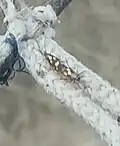 Top view of two mating,West Bengal