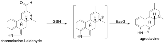 Formation of agroclavine
