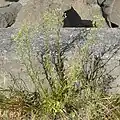 Inflorescences widening above (not cylindrical)