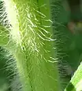 Stem