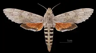 Erinnyis ello ♀