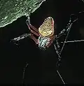 E. nephiloides