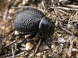Pimelia punctata