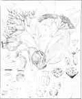 Botanical illustration in Mueller's Eucalyptographia