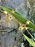 Buds