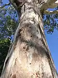 Trunk bark