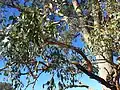 upper bark