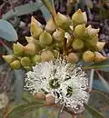 flower buds and flowers