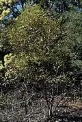 habit in the ANBG