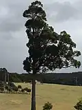 Eucalyptus globoidea habit near Bermagui