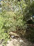 young cultivated specimen Maranoa Gardens, Melbourne