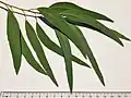 Adult leaves