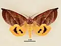 Female, dorsal view