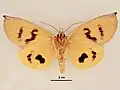 Male, ventral view