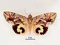 Female, dorsal view