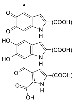 One possible structure of eumelanin