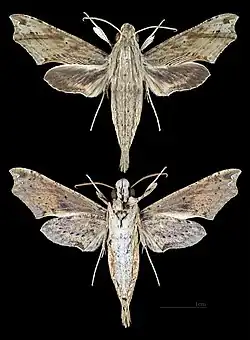 Eupanacra malayana