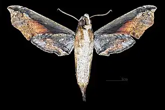 Female ventral