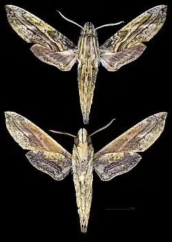 Eupanacra variolosa