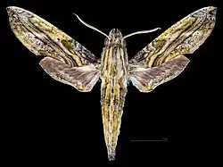 Male dorsal