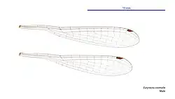 Male wings